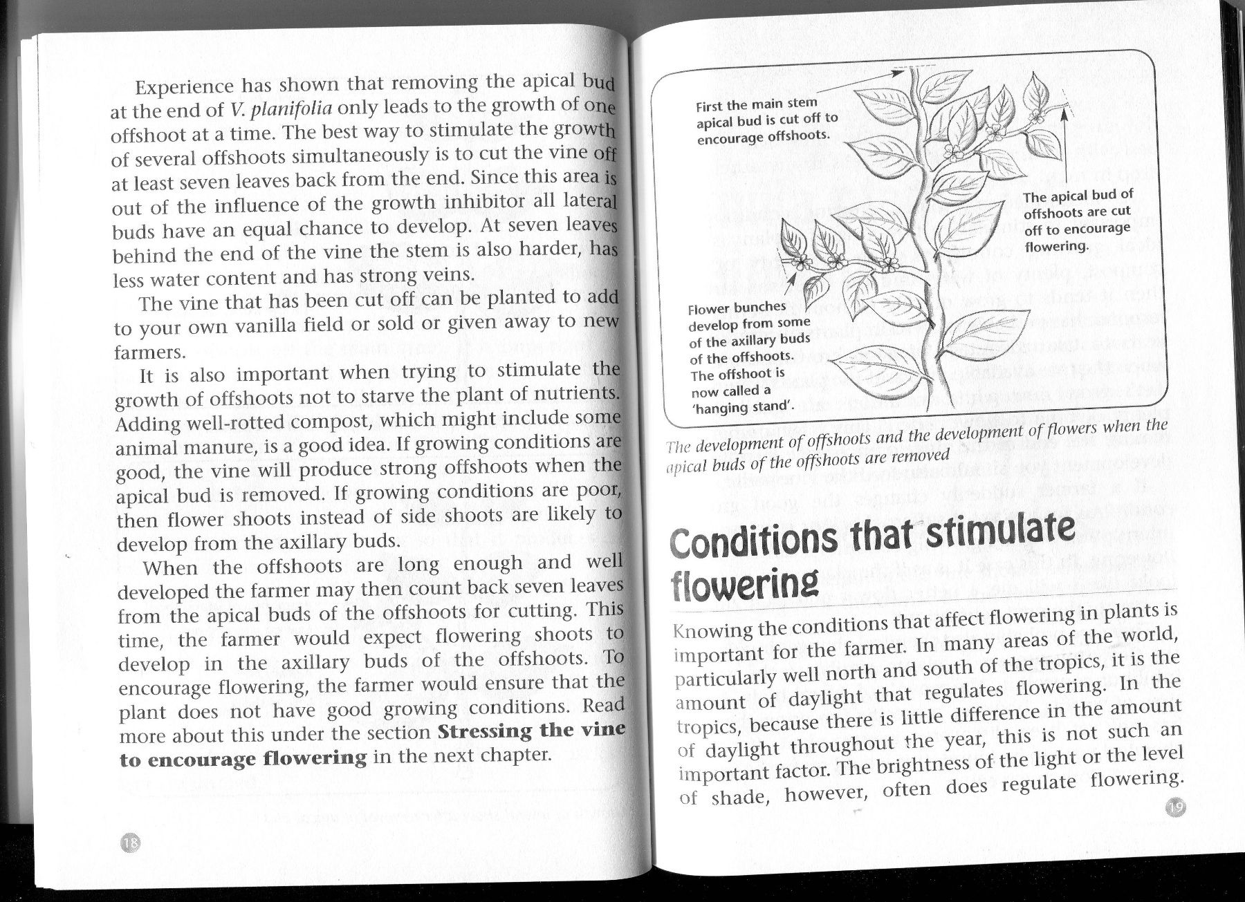 making-a-living-practical-guide-vanilla-farming-01.jpg