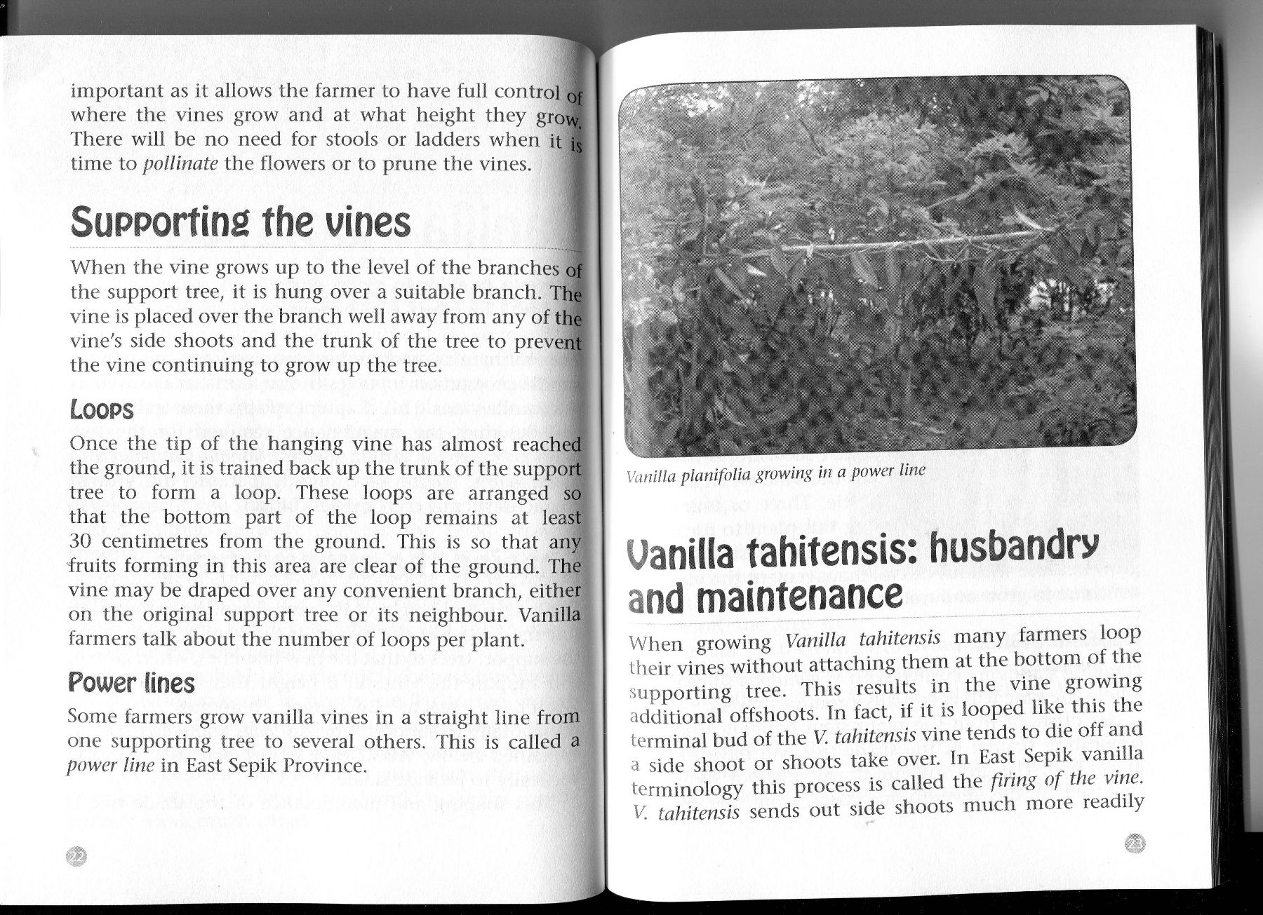 making-a-living-practical-guide-vanilla-farming-03.jpg