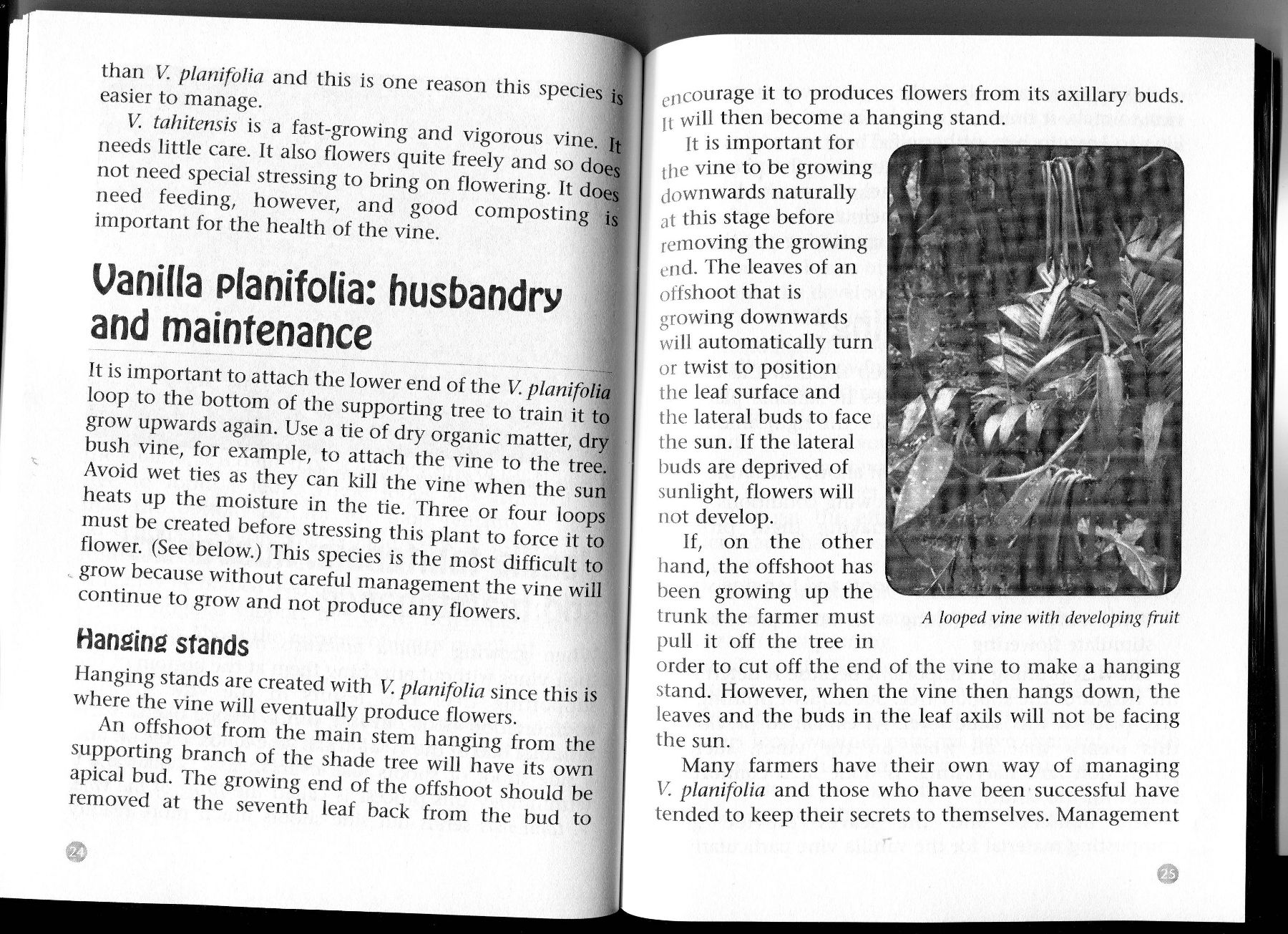 making-a-living-practical-guide-vanilla-farming-04.jpg