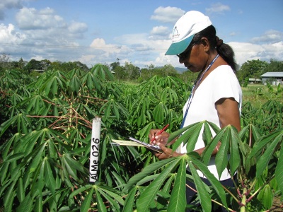 Rosa in Cassava