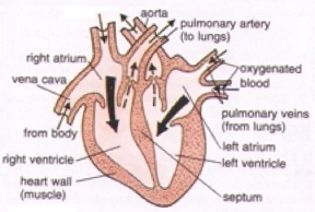 Heart Diagram